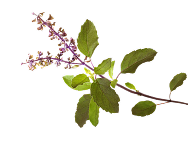 Thulasi Image